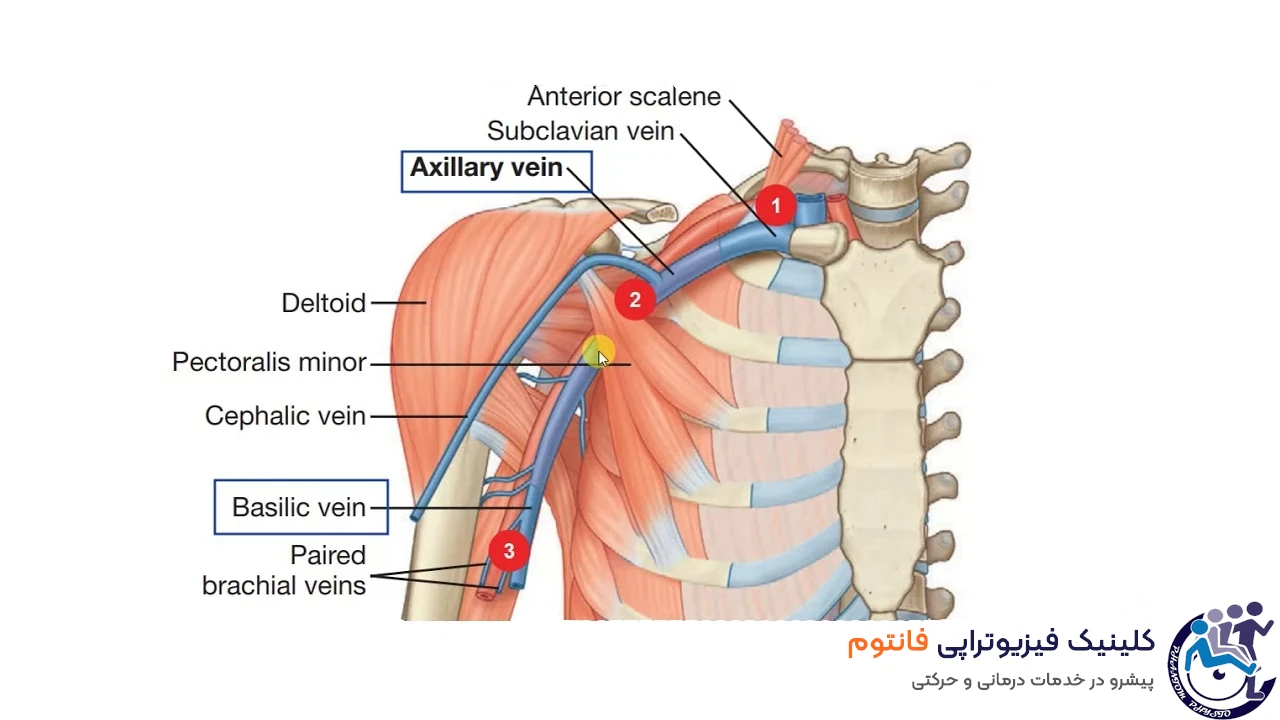 در رفتگی شانه آسیب عروقی